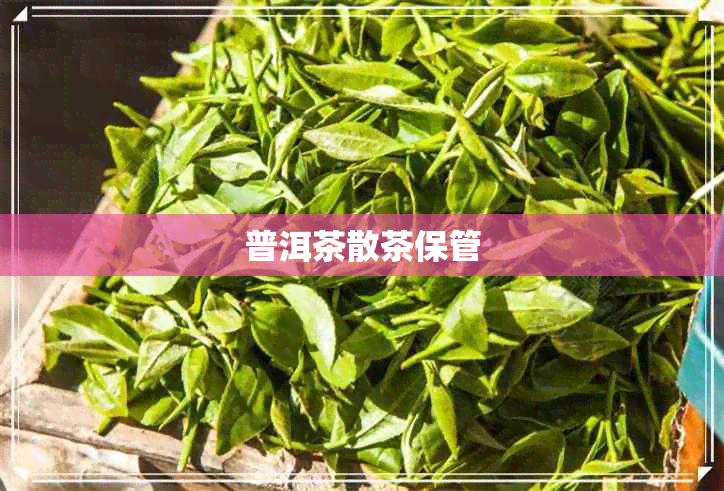 普洱茶散茶保管