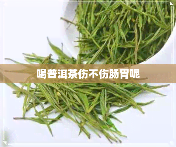 喝普洱茶伤不伤肠胃呢