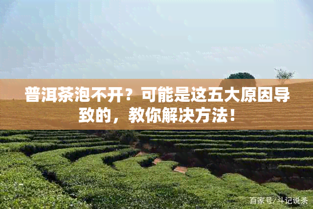 普洱茶泡不开？可能是这五大原因导致的，教你解决方法！