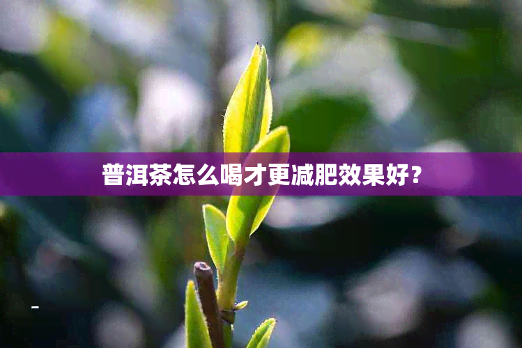 普洱茶怎么喝才更减肥效果好？