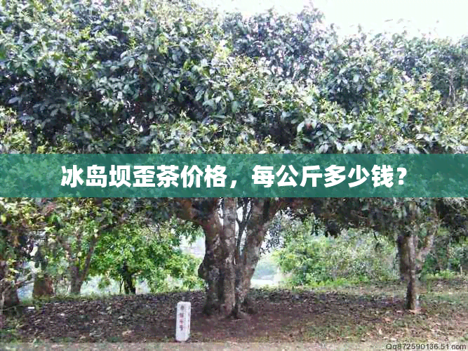 冰岛坝歪茶价格，每公斤多少钱？