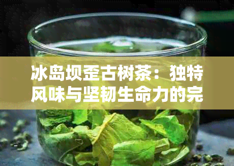 冰岛坝歪古树茶：独特风味与坚韧生命力的完美结合