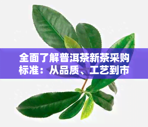 全面了解普洱茶新茶采购标准：从品质、工艺到市场行情的全方位解析