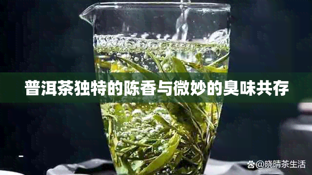 普洱茶独特的陈香与微妙的臭味共存