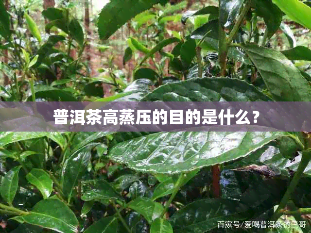 普洱茶高蒸压的目的是什么？