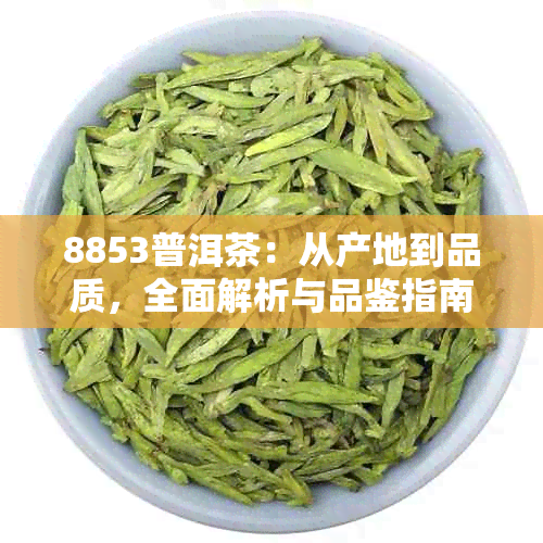 8853普洱茶：从产地到品质，全面解析与品鉴指南