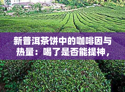 新普洱茶饼中的 *** 与热量：喝了是否能提神，会不会导致体重增加？