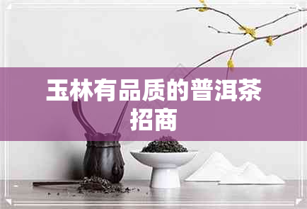 玉林有品质的普洱茶招商