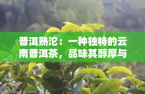 普洱熟沱：一种独特的云南普洱茶，品味其醇厚与陈香的魅力