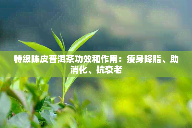 特级陈皮普洱茶功效和作用：瘦身降脂、助消化、抗衰老