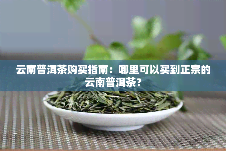 云南普洱茶购买指南：哪里可以买到正宗的云南普洱茶？