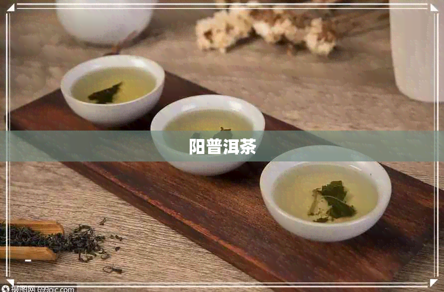 阳普洱茶