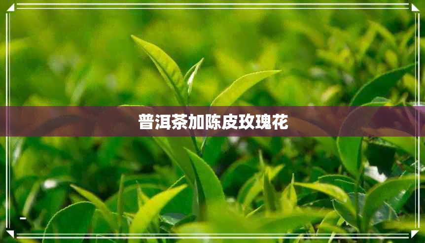 普洱茶加陈皮玫瑰花