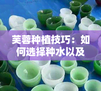 芙蓉种植技巧：如何选择种水以及种植过程中需要注意的事项