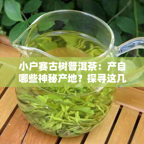 小户赛古树普洱茶：产自哪些神秘产地？探寻这几个珍贵的茶叶圣地！