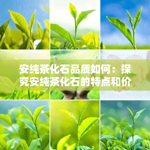 安纯茶化石品质如何：探究安纯茶化石的特点和价值