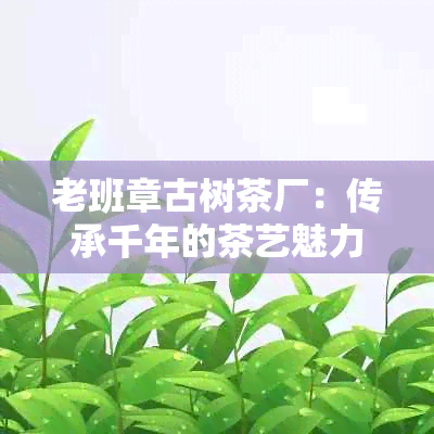 老班章古树茶厂：传承千年的茶艺魅力与自然珍品相结合