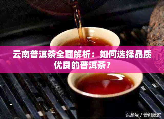 云南普洱茶全面解析：如何选择品质优良的普洱茶？