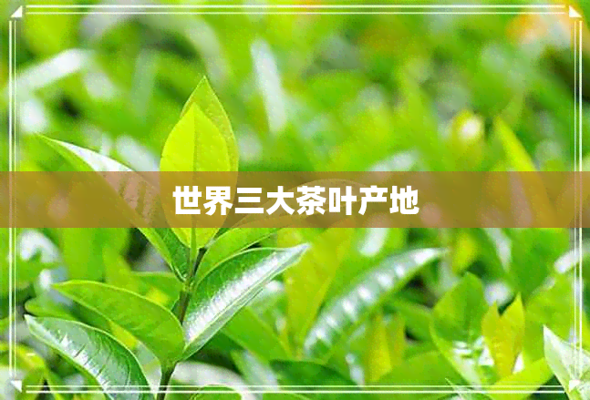 世界三大茶叶产地