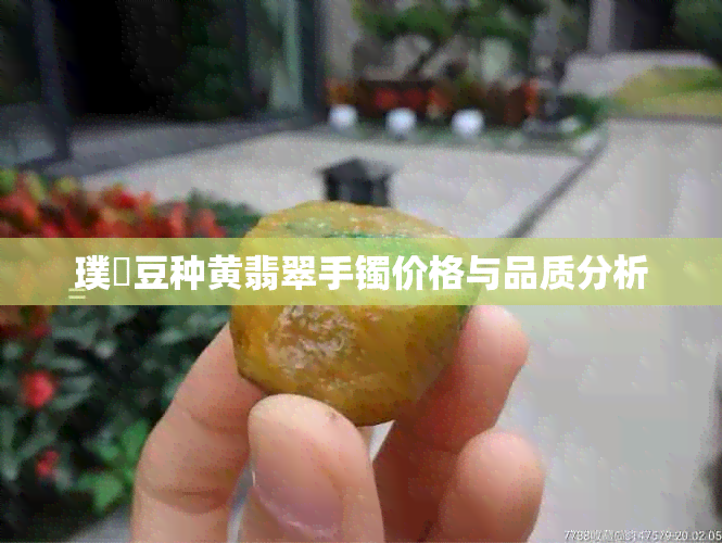 璞嗙豆种黄翡翠手镯价格与品质分析