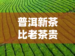 普洱新茶比老茶贵的原因及口感对比分析：为什么普洱新茶更适合存放？