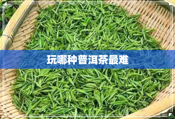 玩哪种普洱茶最难