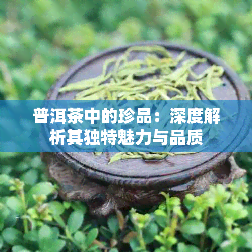 普洱茶中的珍品：深度解析其独特魅力与品质