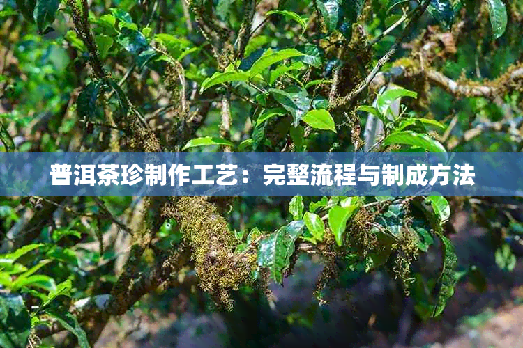 普洱茶珍制作工艺：完整流程与制成方法