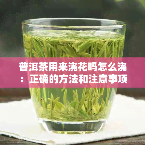 普洱茶用来浇花吗怎么浇：正确的方法和注意事项