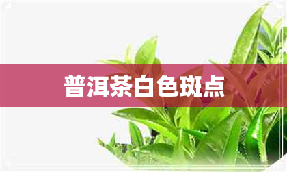 普洱茶白色斑点