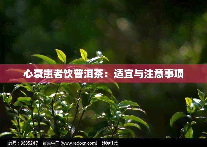 心衰患者饮普洱茶：适宜与注意事项