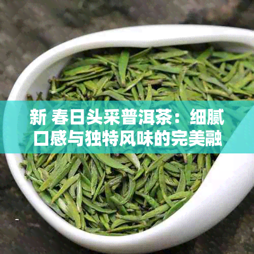 新 春日头采普洱茶：细腻口感与独特风味的完美融合