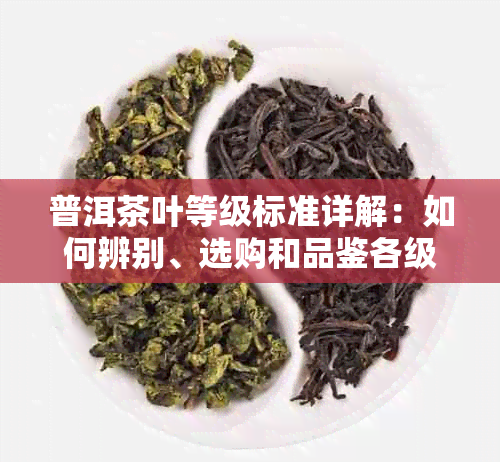 普洱茶叶等级标准详解：如何辨别、选购和品鉴各级茶叶？