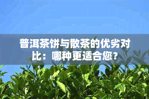 普洱茶饼与散茶的优劣对比：哪种更适合您？