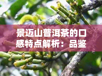 景迈山普洱茶的口感特点解析：品鉴与鉴的全方位指南