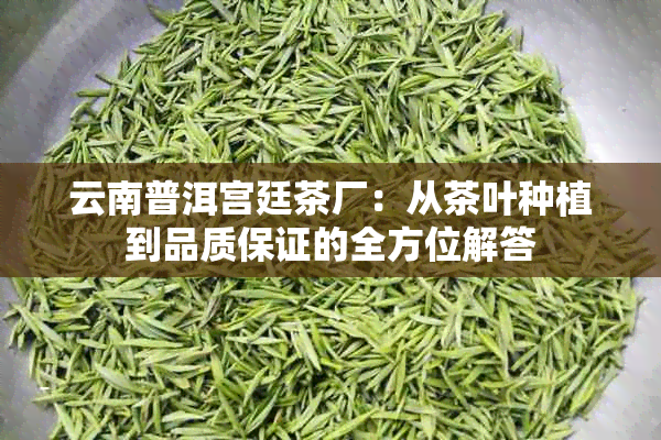 云南普洱宫廷茶厂：从茶叶种植到品质保证的全方位解答