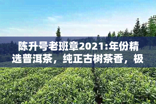 陈升号老班章2021:年份精选普洱茶，纯正古树茶香，极致品味体验