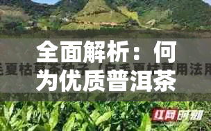 全面解析：何为优质普洱茶？从原料、制作工艺到品鉴方法，一次解决您的疑问