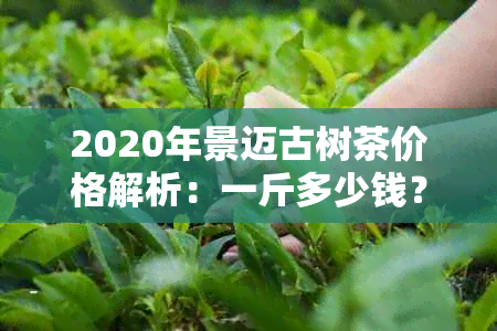 2020年景迈古树茶价格解析：一斤多少钱？购买渠道与品质如何判断？