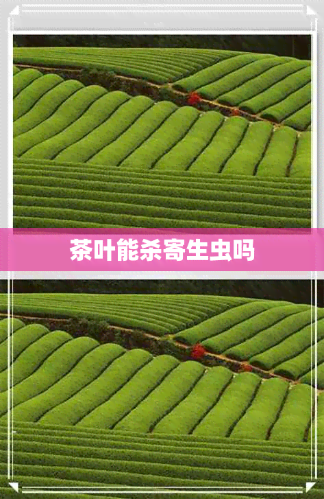 茶叶能杀寄生虫吗