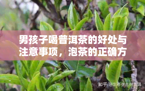 男孩子喝普洱茶的好处与注意事项，泡茶的正确方法和适合男孩子的茶叶推荐