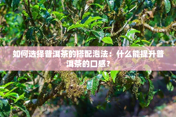 如何选择普洱茶的搭配泡法：什么能提升普洱茶的口感？