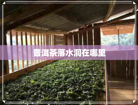 普洱茶落水洞在哪里