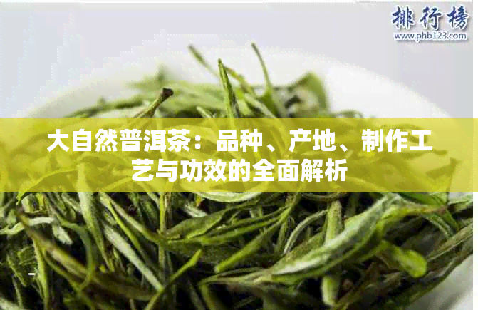 大自然普洱茶：品种、产地、制作工艺与功效的全面解析