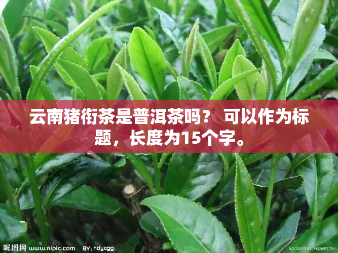 云南猪衔茶是普洱茶吗？ 可以作为标题，长度为15个字。