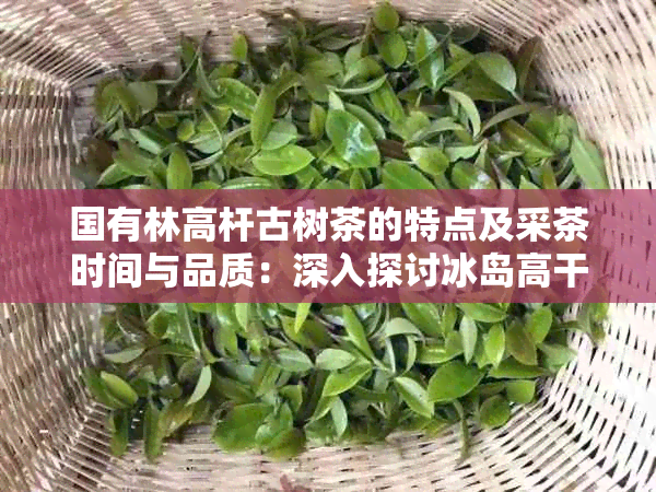 国有林高杆古树茶的特点及采茶时间与品质：深入探讨冰岛高干古树