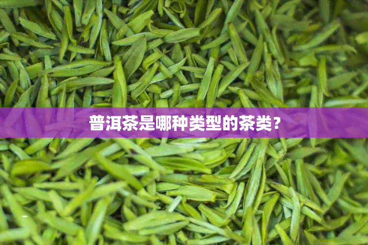 普洱茶是哪种类型的茶类？