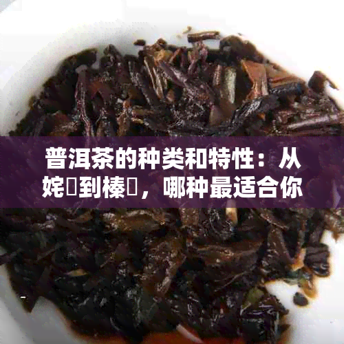 普洱茶的种类和特性：从姹熻到榛勫，哪种最适合你？