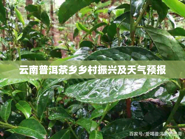 云南普洱茶乡乡村振兴及天气预报