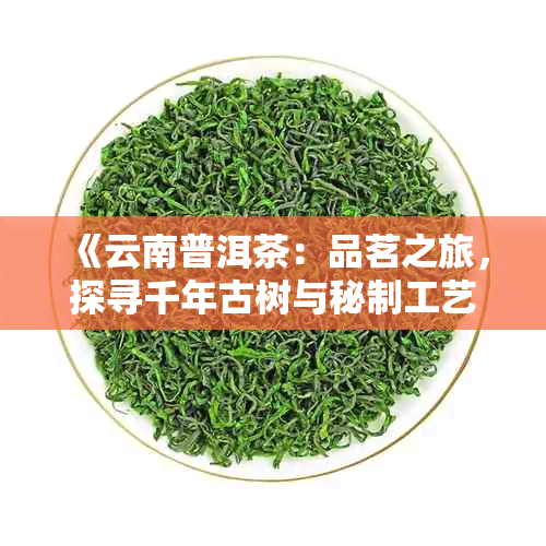 《云南普洱茶：品茗之旅，探寻千年古树与秘制工艺》